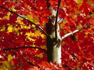 обои Осенний багровый клен фото