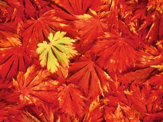 обои Опавшие красные листья фото