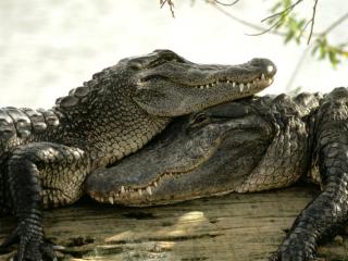 обои Крокодилья любовь фото