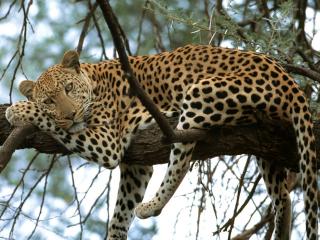 обои Леопард на дереве фото