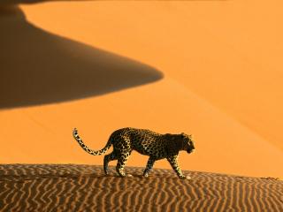 обои Леопард в пустыне фото