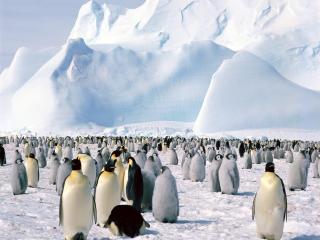 обои Императорские пингвины фото
