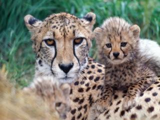 обои Мама гепард с детьми фото