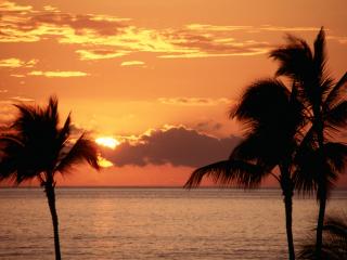 обои Оранжевый закат за пальмами фото