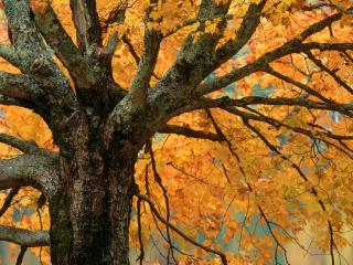 обои Осеннее дерево фото