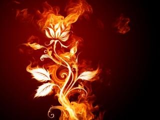 обои Огненный цветок фото