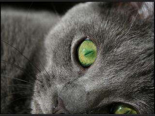 обои Зеленоглазая кошка фото
