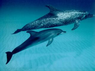 обои Дельфины фото