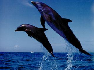обои Дельфины в полете фото