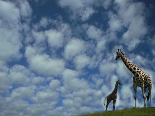 обои Жираф на фоне неба фото