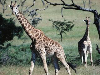 обои Любопытные жирафы фото