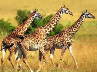 обои для рабочего стола: Трио жирафов