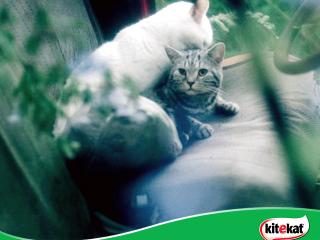обои Kitekat. кошка на диванчике и подушкой фото
