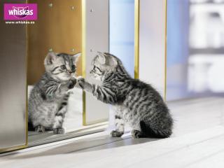 обои Whiskas. котенок смотрит в зеркало фото