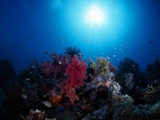 обои Коралловый риф фото