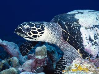обои Морская черепаха на коралловом рифе фото