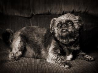 обои She s a Pug and Shih Tzu фото