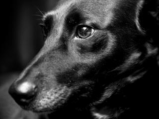 обои Взгляд черной собаки фото