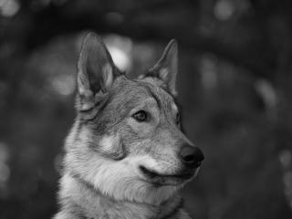 обои Гибрид собаки и волка - черно-белое фото