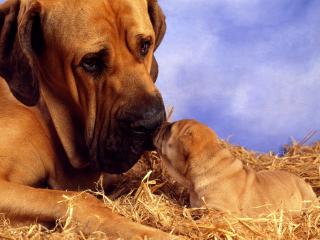 обои Большая собака с щенком фото
