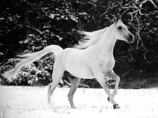 обои Белый конь бежит по снегу фото