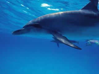 обои Дельфин обыкновенный фото