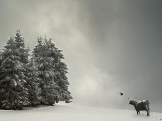 обои Буйвол в снегу фото