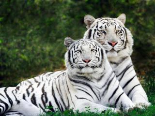 обои Два белых тигра фото