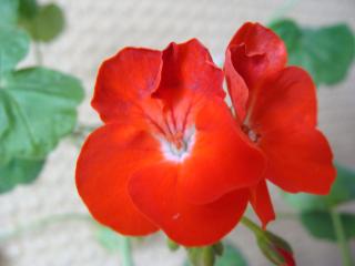 обои Красный цветочек фото