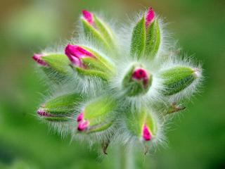 обои Scented Geranium фото