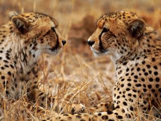 обои Разговор леопардов фото