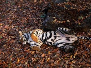 обои Лежащий тигр фото