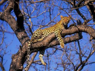 обои Леопард на дереве фото