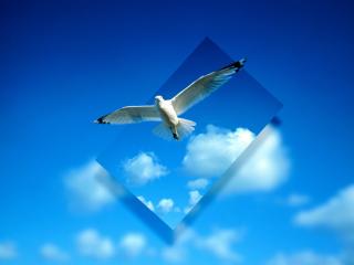обои Птица в голубом небе, под лупой фото