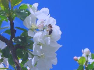обои Пчёлка на цветке фото