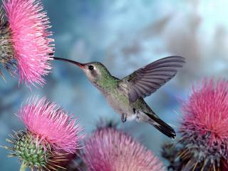 обои для рабочего стола: Broad-billed Hummingbird