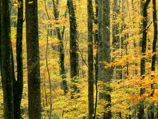 обои Осень в лесу, Грейт-Смоки-Маунтинс, штат Теннеси фото