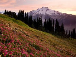 обои Glacier Peak and Pink Mountain Heather at Sunset, Glacier Peak Wilderness, Washington фото