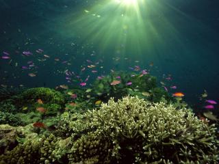 обои для рабочего стола: Коралловый риф освещенный солнцем