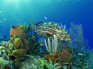 обои Большая хищная рыба на коралловом рифе фото