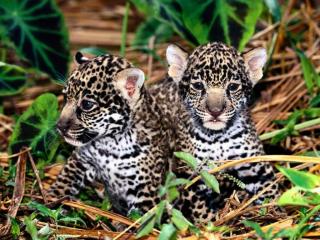 обои Два маленьких леопарда фото