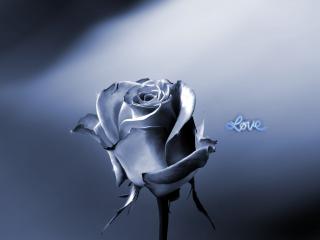обои Светло-голубая роза и надпись - Love фото