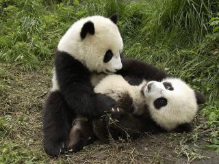 обои Две панды играют фото