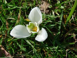 обои Белый цветок в траве фото