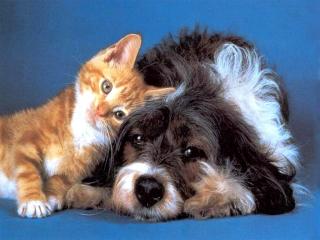 обои Кошка с собакой фото