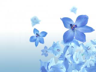 обои Нежно голубые цветы фото