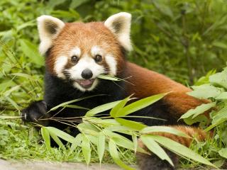 обои Красная панда ест листья фото