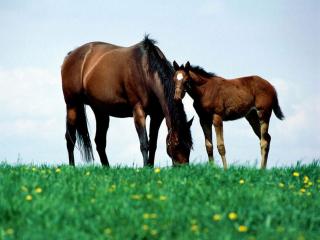 обои Лошадь и жеребенок фото