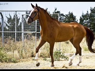 обои Испанская лошадь рыжей масти фото