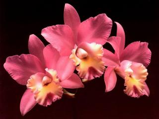обои Красные орхидеи фото